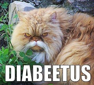 depresed diabetic old cat