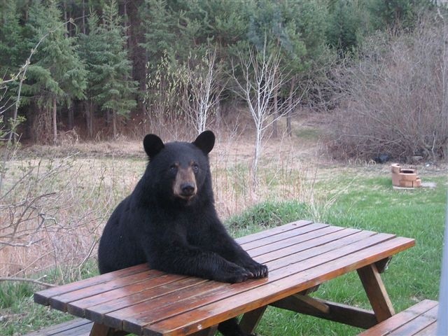 the bear wants supper
