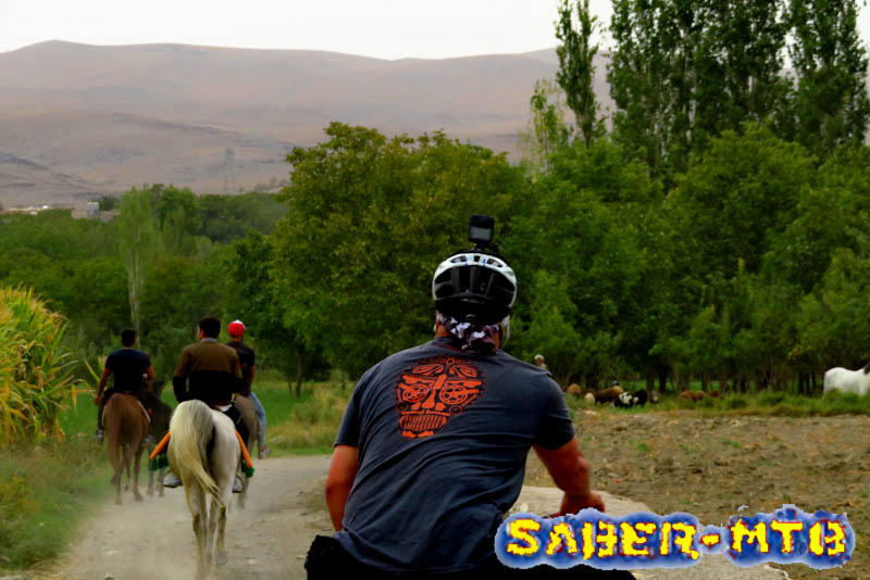 Baba Soltan horses