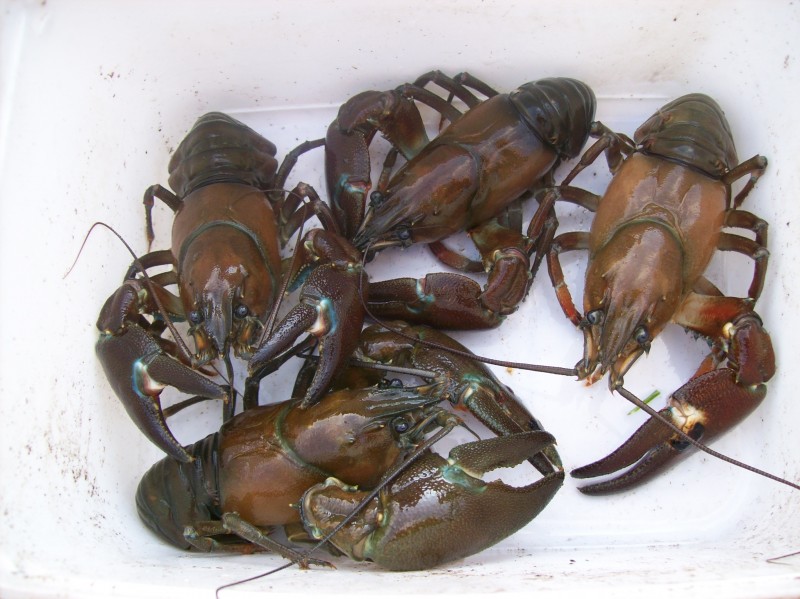 kick ass crayfish we caught in sweden