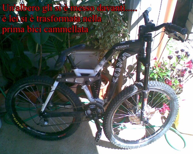 el rider iva y un arborizo se le atravezo a el y a la bicil y se trasformo en la primera bicicleta camello