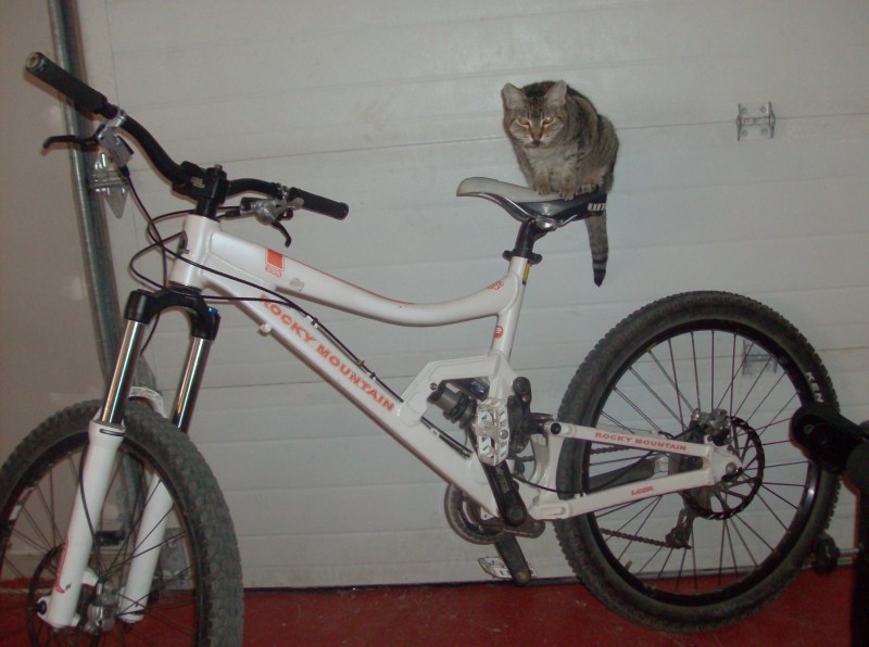 my kitty riding my bike