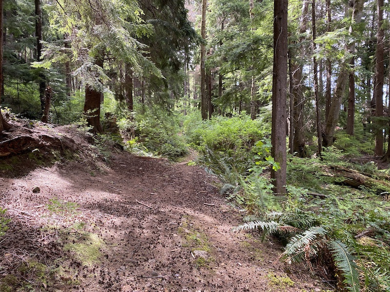 Upper Legion Trail Multi Trail - Port Alice, BC