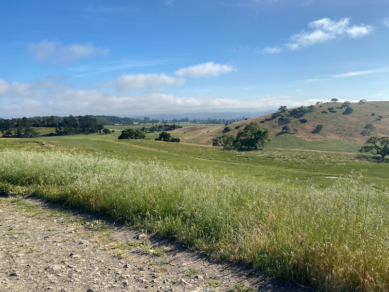 Fiddleneck Trail Multi Trail - Santa Rosa, CA