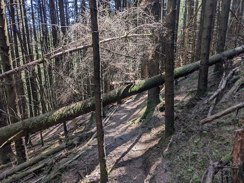 Aylings Mountain Biking Trail - Djouce Woods, Wicklow