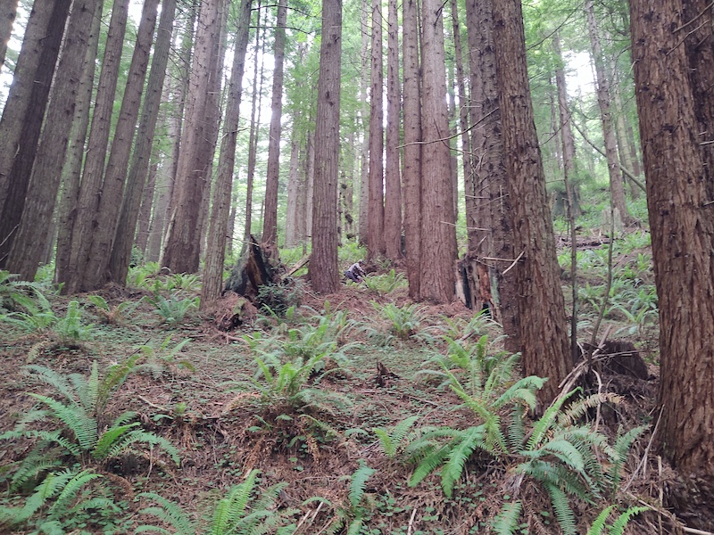 Arcata Ridge (Sunny Brae) Mountain Biking Trail Arcata