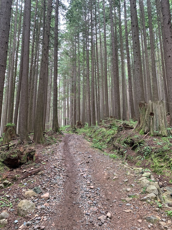 Mount Seymour Trail Multi Trail North Vancouver, BC