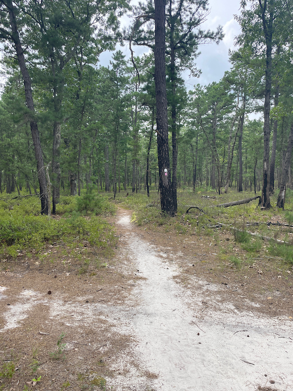 Batsto Fire Tower Trail (Green) Mountain Biking Trail Washington Township