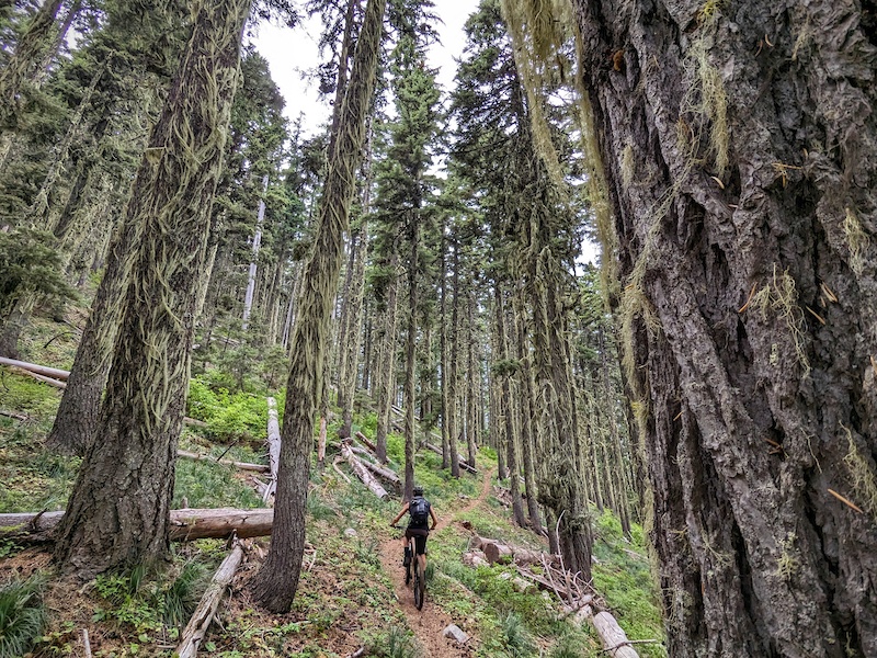 Pot Mountain Trail Multi Trail Pierce, Idaho