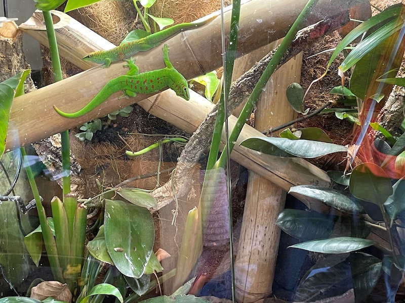 2023 Madagascan Giant Day Gecko For Sale