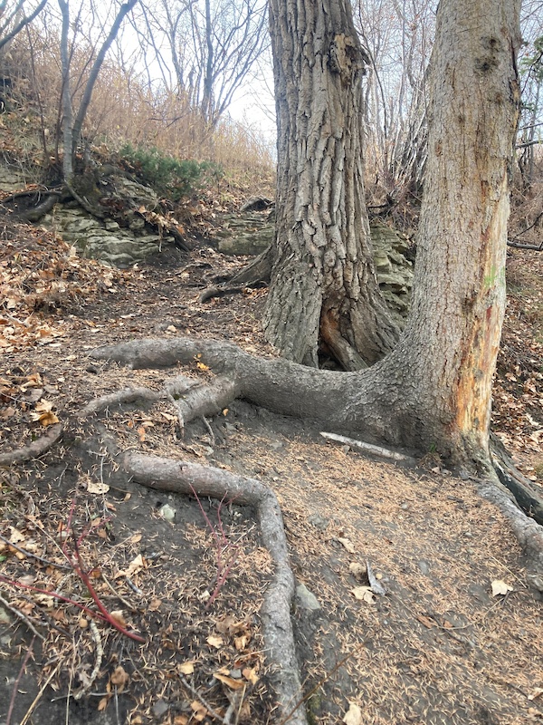 Okotoks Path Sheep River to Air Ranch Multi Trail Okotoks, AB