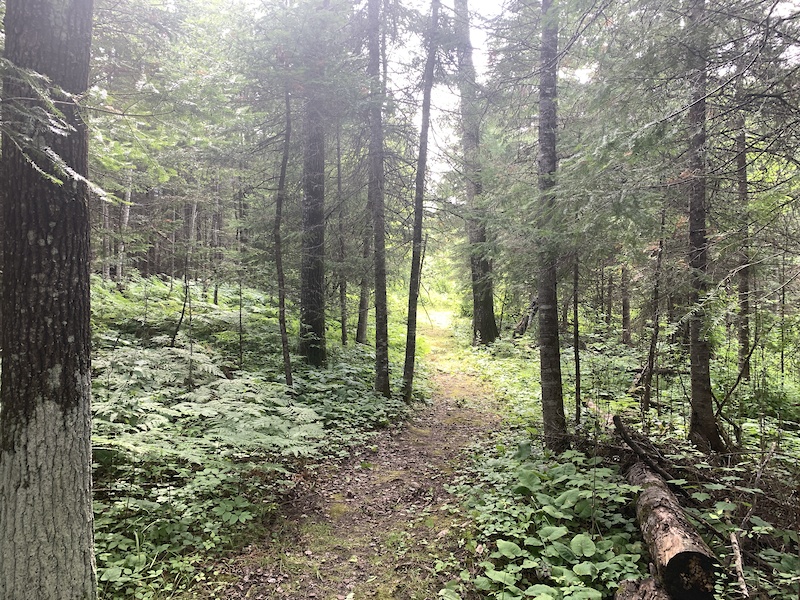 Fern Valley Trail Multi Trail Sioux NarrowsNestor Falls