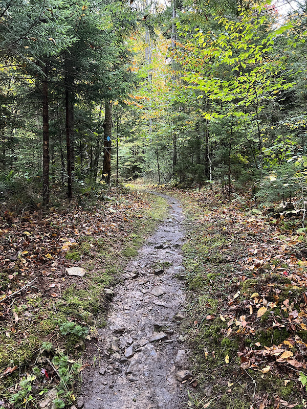 Gauley Mountain Trail Multi Trail Marlinton, WV