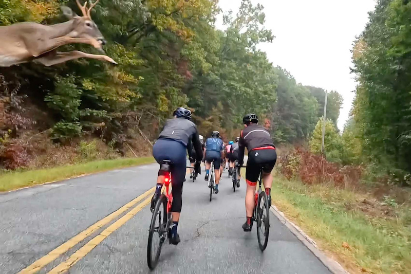 Oh Deer: Flying Deer Jumps Over Group Ride - Pinkbike