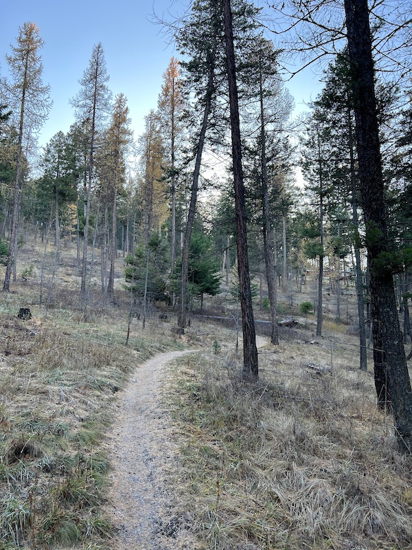 Western Larch Trail Mountain Biking Trail Kalispell