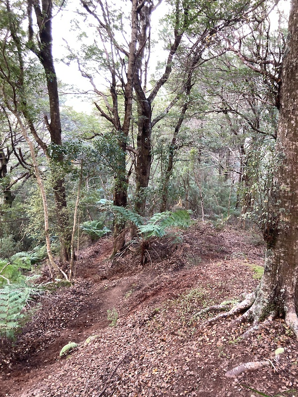 BFXT Wainui Long Course Trail Running Route | Trailforks