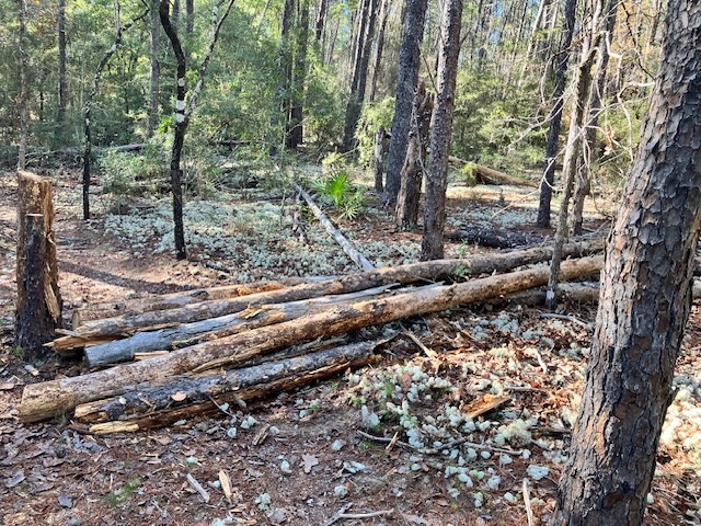 Larger a-frame log obstacle.  Bypass to the left of the obstacles.