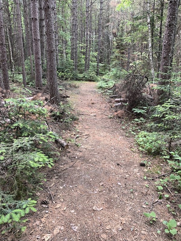 Red Pine 2K Perimeter Multi Trail Sioux NarrowsNestor Falls