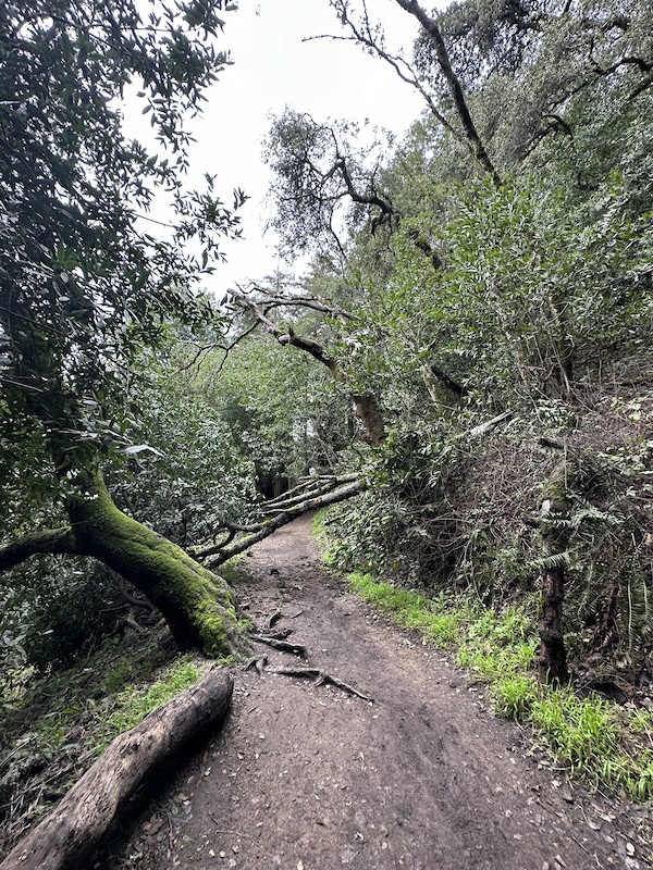 Sequoia hotsell bayview trail