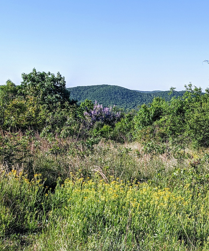 Uwharrie Trail Hiking Trail Albemarle North Carolina 9045