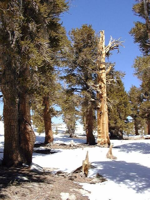 Bristlecone pines, Little Cottonwood Creek