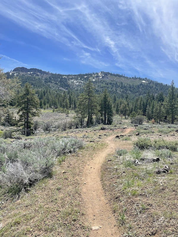 Beckwourth Peak Trail Lower Section Mountain Biking Trail - Portola