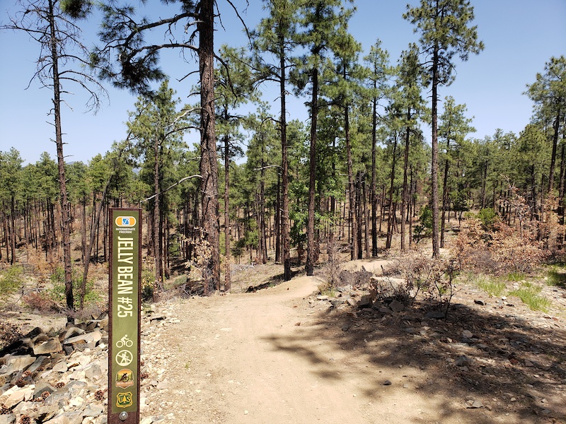 Jelly Bean Mountain Biking Trail - Prescott, Arizona