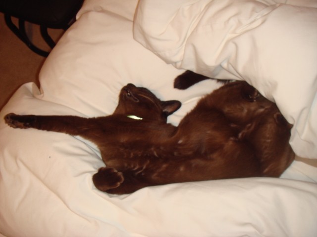 my cat coco asleep on my bed in a funny position!