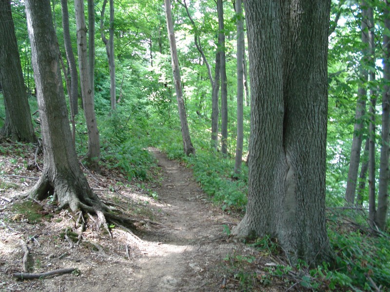 Two pillar like trees like a gateway to the trail.