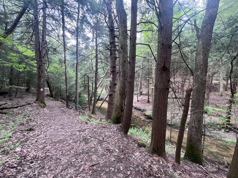 Manor Ridge Trail Herrington Manor State Park / Garrett State Forest Hiking Trails ...