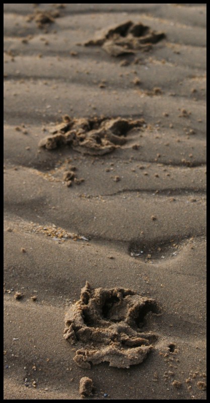 Some pics from my new SLR- Footprints