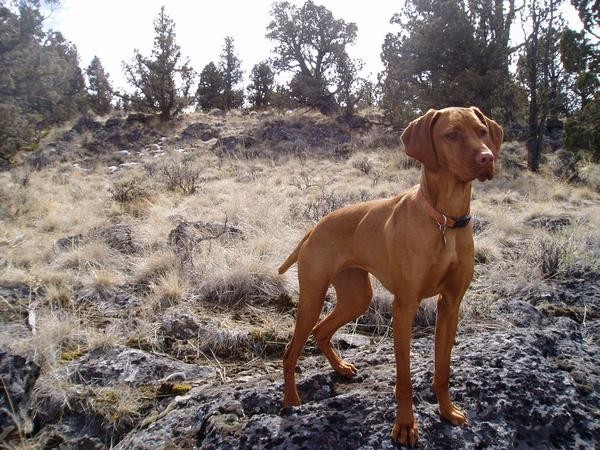 This is my riding partner... She takes mountain biking very seriously.

She's a Vizsla, best trail dogs EVER!