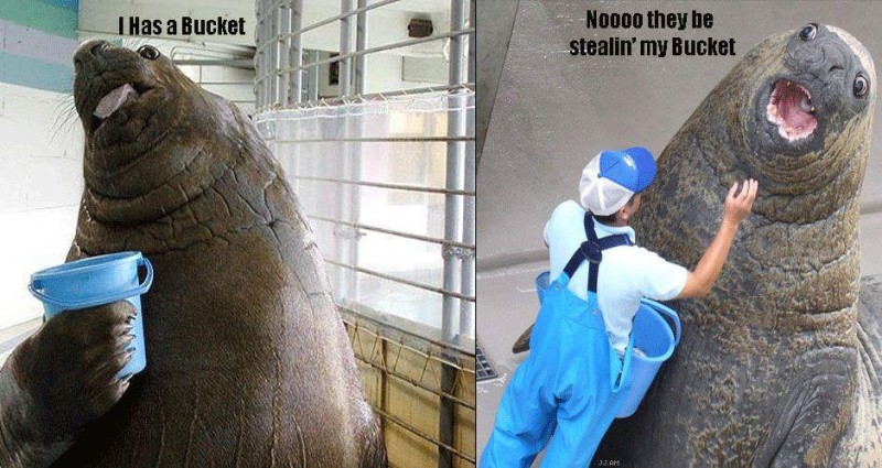 never steal a marine mammals bucket
