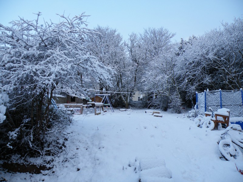 My Garden In the snow 3rd Febuary...