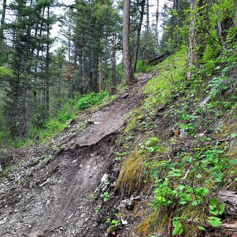 Marshall Arts Mountain Biking Trail - Missoula, Montana
