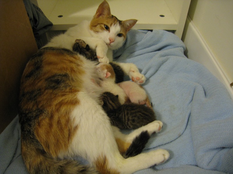 My cat gave birth to 4 kittens yesterday. They are so amazing!