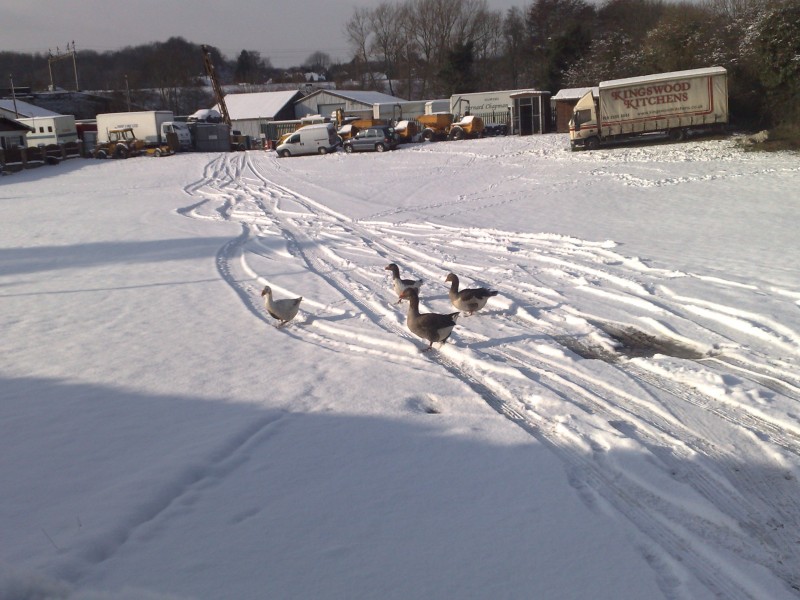Snowwy picuree
Duckss in the snoww