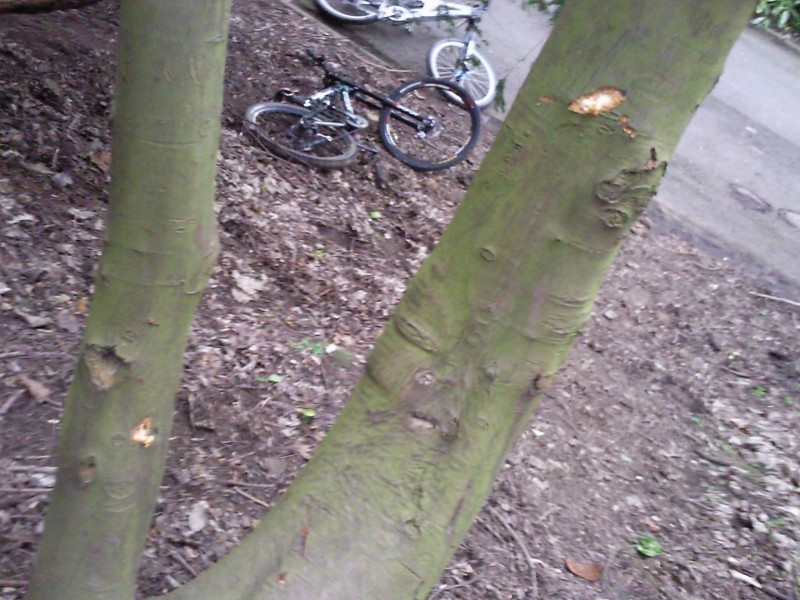 The marks left in the tree after jacks bars got stuck in it and he got catapulted through the middle, haha