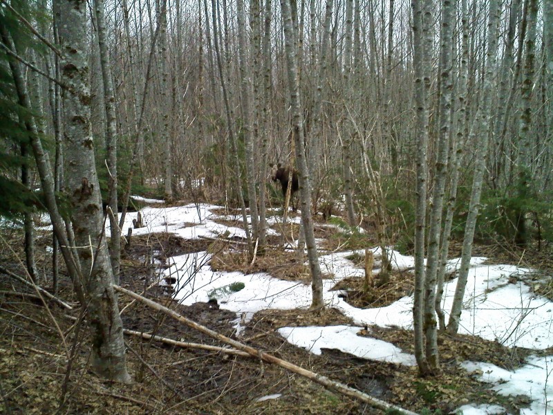 cow moose.. bull in the back somewhere