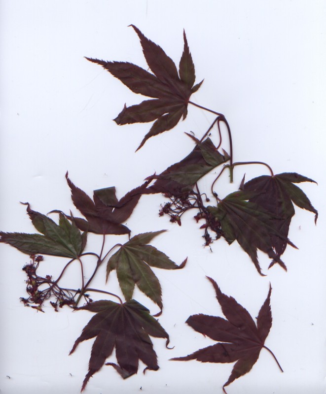 Japanese Maple Leaves right off a tree. These grow all over Portland, Oregon.