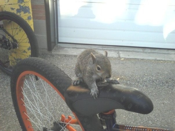 The baby squirrel that was abandond by his mother, we take care of him and he likes to chill on julia