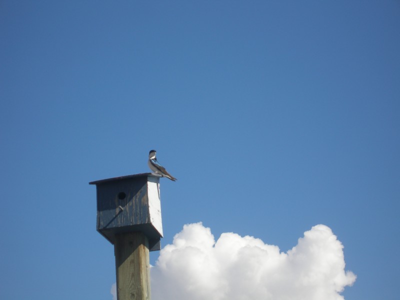 bird on a birdhouse