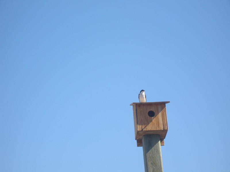bird on birdhouse