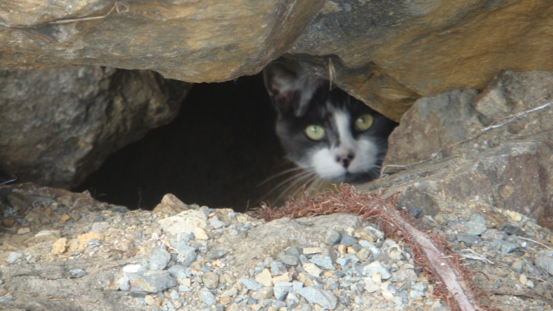 Catface help dig hols to get teh durt for R crazy beach jump! watch out sometime he in ur stuff pwning u :(