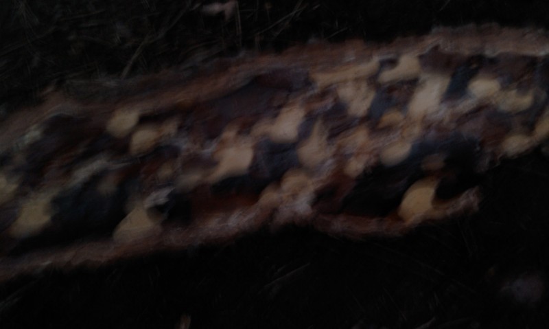 tree bark pattern