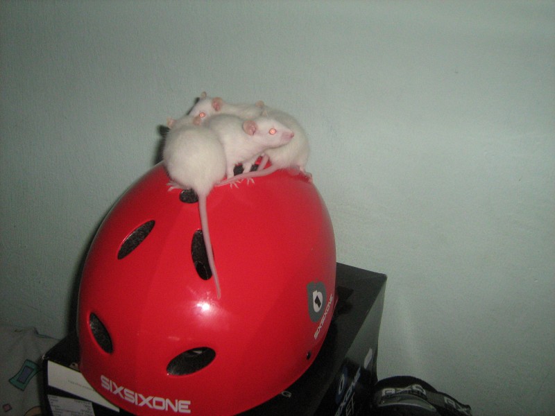the mouse in the house on the helmet