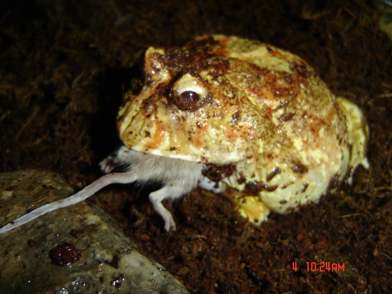 My Albino Ornate Horned Frog (Pacman Frog)  eating a mouse.