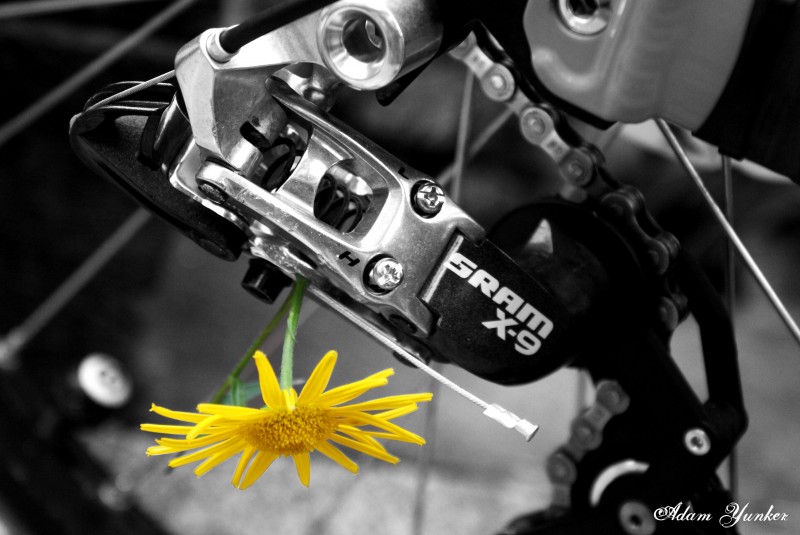 got a flower stuck in my derailleur while i was riding and thought it would make a good photo!