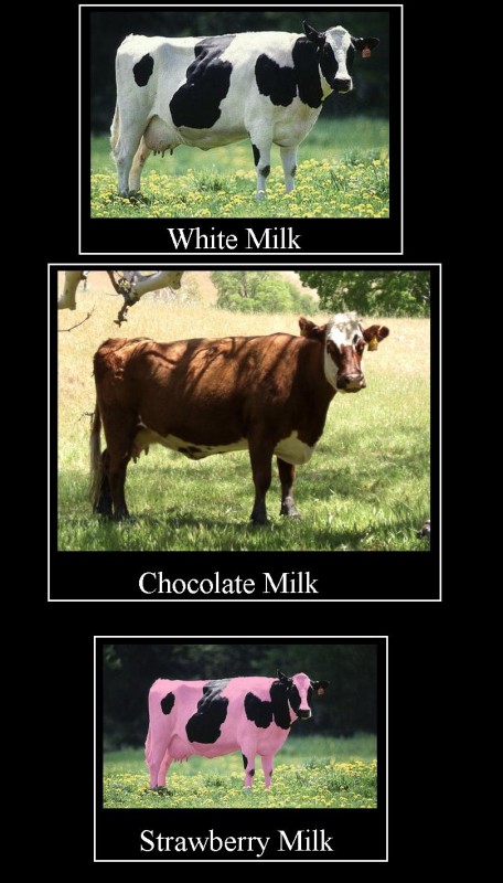 Where milk comes from