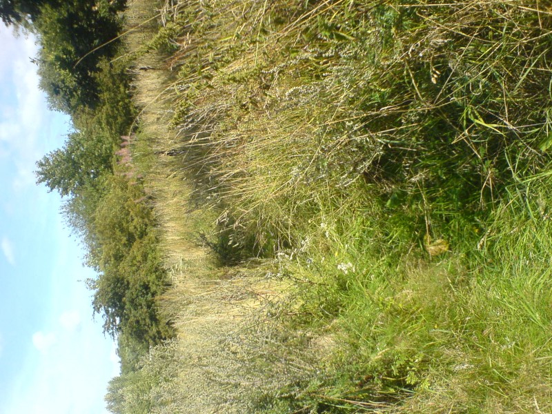 overgrown spot
